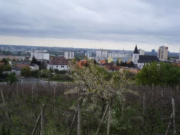 Rača