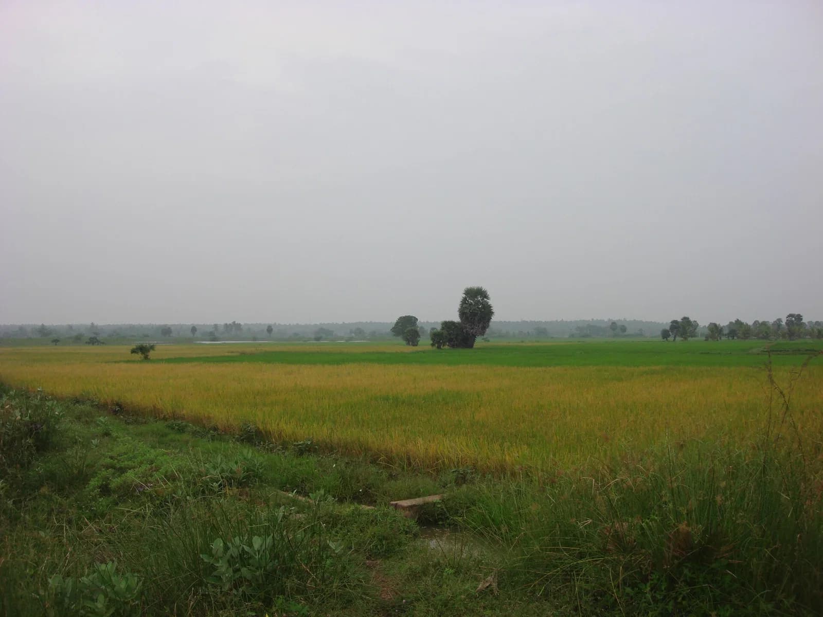 Thanjavur