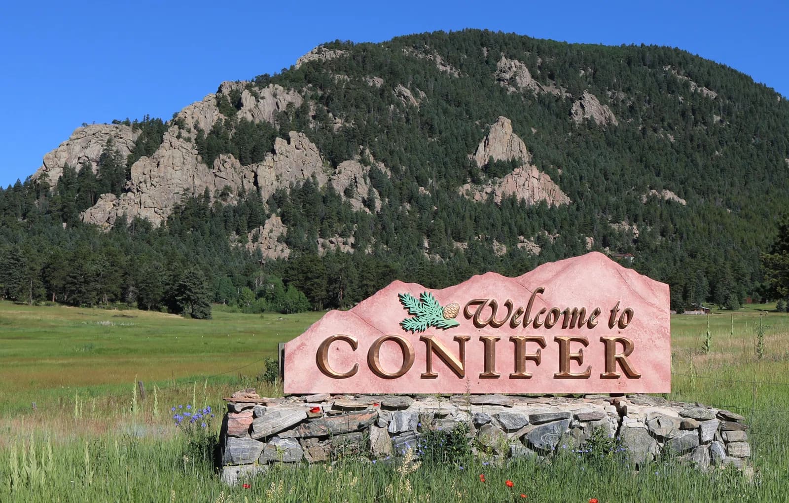Conifer
