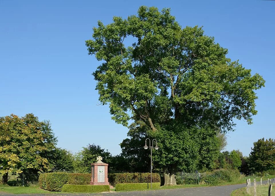 Büttel