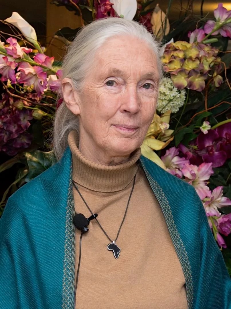 Portrait of Jane Goodall (1934–2025) – memorial page